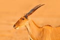 Eland anthelope, Taurotragus oryx, big brown African mammal in nature habitat. Eland in green vegetation, Mana Pools NP, Zimbabwe