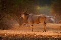 Eland anthelope, Taurotragus oryx, big brown African mammal in nature habitat. Eland in green vegetation, Mana Pools NP, Zimbabwe