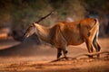 Eland anthelope, Taurotragus oryx, big brown African mammal in nature habitat. Eland in green vegetation, Mana Pools NP, Zimbabwe