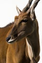 Eland Antilope alcina white background isolated Royalty Free Stock Photo