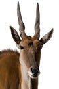 Eland Antilope alcina white background isolated Royalty Free Stock Photo