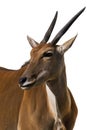 Eland Antilope alcina white background isolated Royalty Free Stock Photo