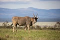 Eland bull with green grass and scenic background