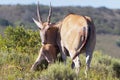 Eland cow and calf Royalty Free Stock Photo