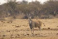 Eland Doe Antelope in Namibia Royalty Free Stock Photo