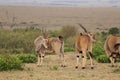 Group of elands in the african savannah.