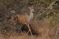 Eland gazelle emerges from Acacia trees