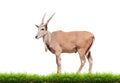 Eland with green grass isolated Royalty Free Stock Photo