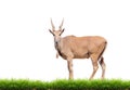 Eland with green grass isolated Royalty Free Stock Photo