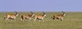 Eland Herd Crossing the Savanah Royalty Free Stock Photo