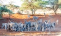 Eland Herd