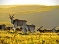 Eland herd at sunset