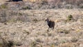 Eland isolated in the Karoo National Park Royalty Free Stock Photo