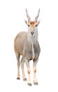 Eland isolated Royalty Free Stock Photo