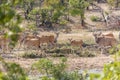 Eland in Kruger NP