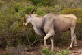 Eland - the largest antelope in Africa Royalty Free Stock Photo