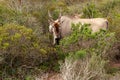 Eland - the largest antelope in Africa Royalty Free Stock Photo