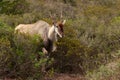 Eland - the largest antelope in Africa Royalty Free Stock Photo