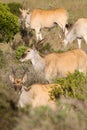 Eland - the largest antelope in Africa Royalty Free Stock Photo