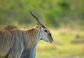 Eland Male seen at Masai Mara, Kenya Royalty Free Stock Photo