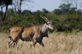 Eland, Masai Mara