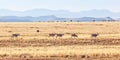 Eland in Mountain Zebra National Park Royalty Free Stock Photo