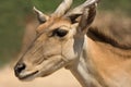 Eland portrait