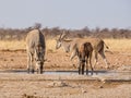 Eland And Red Hartebeest Royalty Free Stock Photo