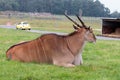 Eland resting with a small yellow car in the background