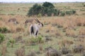 Eland Standing DJE