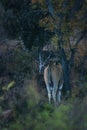 A common eland Taurotragus oryx antelope Royalty Free Stock Photo