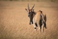 Eland standing in long grass looks back Royalty Free Stock Photo