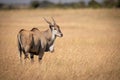 Eland standing in long grass looks round