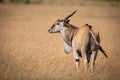 Eland standing in long grass turns head