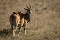 Eland stands eyeing camera in short grass Royalty Free Stock Photo