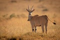 Eland stands on grassy plain eyeing camera Royalty Free Stock Photo