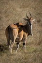 Eland stands in short grass eyeing camera Royalty Free Stock Photo