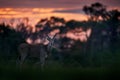 Eland sunset, Moremi, Botswana. Eland anthelope, Taurotragus oryx, big brown African mammal in nature habitat. Eland in green