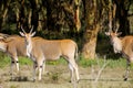 Eland Taurotragus oryx in Africa savannah nature Royalty Free Stock Photo