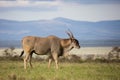 Eland bull with backdrop of blue hills