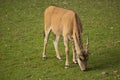Eland, Taurotragus oryx, is among the largest antelope Royalty Free Stock Photo