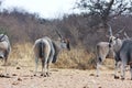 Eland, Taurotragus oryx, at the waterhole Bwabwata, Namibia Royalty Free Stock Photo