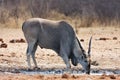 Eland, Taurotragus oryx, at the waterhole Bwabwata, Namibia Royalty Free Stock Photo