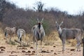 Eland, Taurotragus oryx, at the waterhole Bwabwata, Namibia Royalty Free Stock Photo