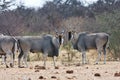 Eland, Taurotragus oryx, at the waterhole Bwabwata, Namibia Royalty Free Stock Photo