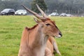 Eland with vehicles in the background in Woburn safari park
