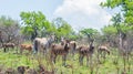 Eland, Zebra and Hartebeest Royalty Free Stock Photo