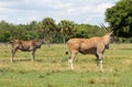 Elands on field Royalty Free Stock Photo