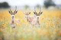 elands in a field of wildflowers Royalty Free Stock Photo