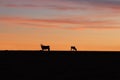 Silhouette of elands during sunset, in the african savannah.